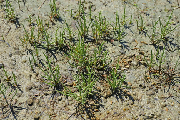 glasswort (Salicornia) Glasswort or salicornia (Salicornia europaea), Brittany, France salicornia europaea stock pictures, royalty-free photos & images