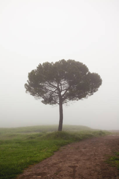 istock loneliness pine tree in fog 684890214