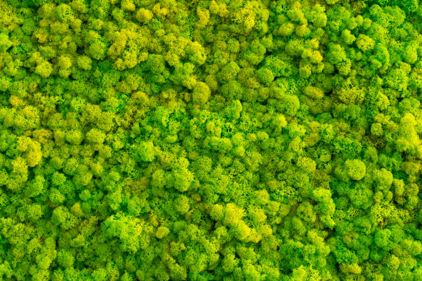 istock Moss background made of reindeer lichen Cladonia rangiferina. 684890502