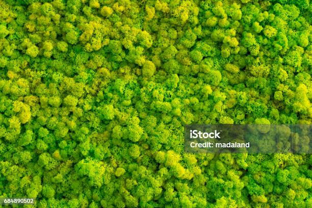 Moss Background Made Of Reindeer Lichen Cladonia Rangiferina Stock Photo - Download Image Now