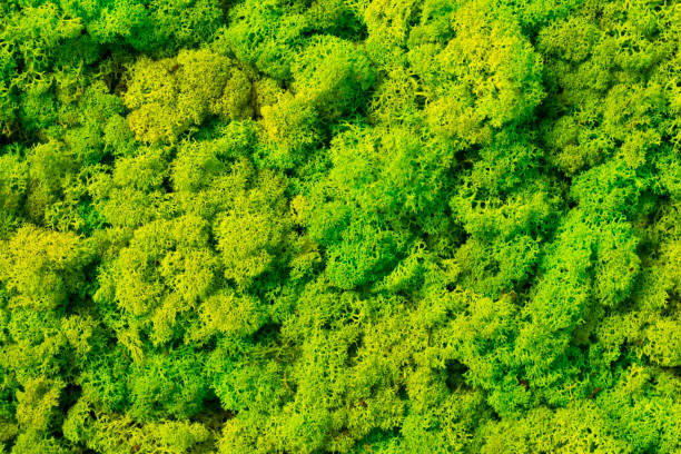 istock Moss background made of reindeer lichen Cladonia rangiferina. 684892768