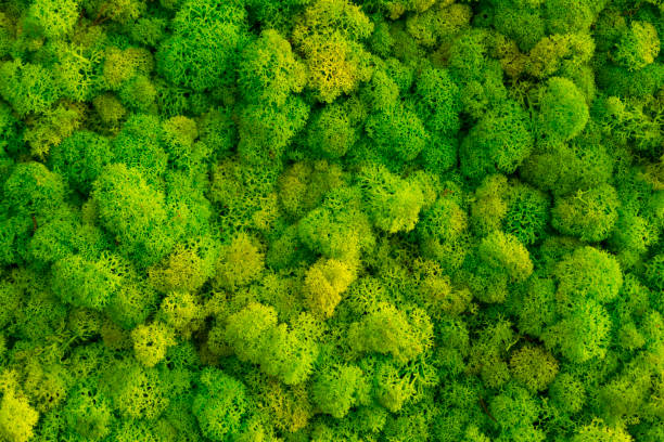 istock Moss background made of reindeer lichen Cladonia rangiferina. 684893042
