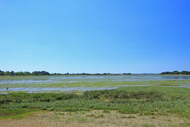 istock Salt marsh with Salicornia 684893584