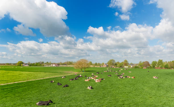 grazing Dutch cows in pasture at a dramatic sky, near Lienden, Betuwe. Netherlands.This image is GPS tagged