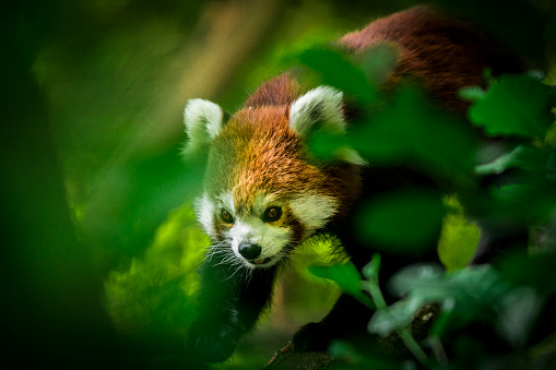 Red panda in the forest walking on a tree. It moves through the dense foliage hidden by leaves.