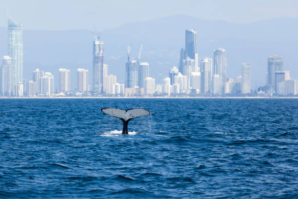 Whale tail in front of cityscape of Gold coast, Australia stock photo