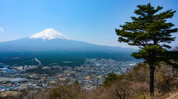 Wide landscape view of Japan's snow-capped Mount Fujiyama and a single pine tree during spring of 2017.