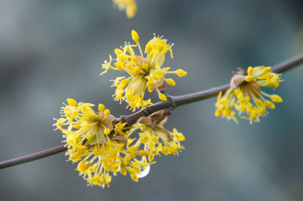 istock dogwood tree blossoms at grey nature background 684901494