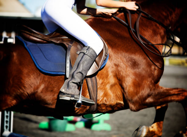 istock Horse with rider sitting in the saddle 684916262
