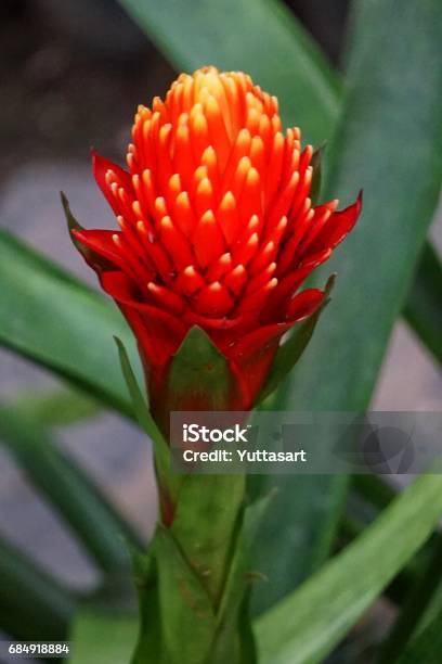 Alpinia Purpurata Stock Photo - Download Image Now - Beauty, Blossom, Botany