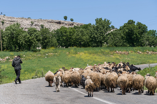 shepherd  looks after his flock of sheep wolking on the road  near the district of Adıyaman, 80 kilometers from Nemrut mountain on March 18, 2017. Turkey's