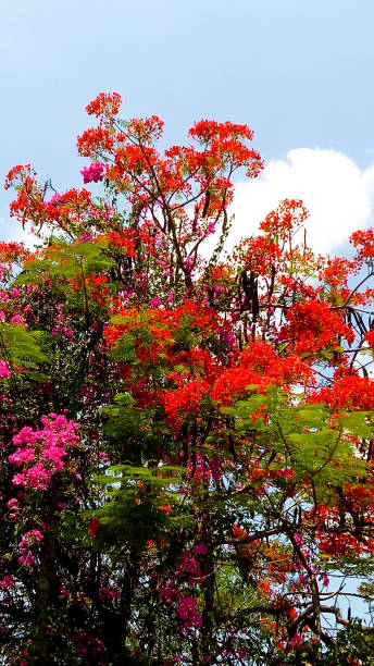 istock Bougainvillea red flower 684925530