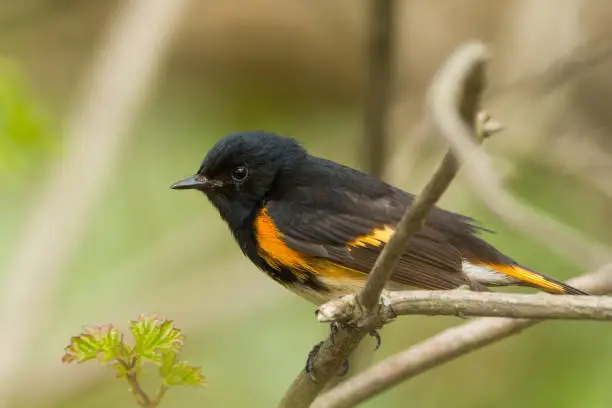 An American Redstart perched on a branch during spring migration.