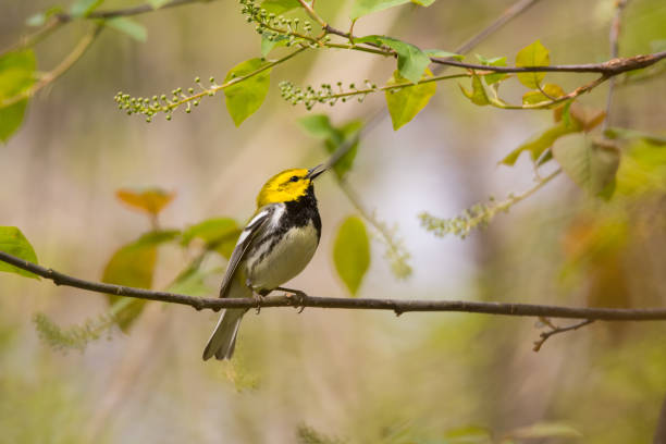 istock Black-throated Green Warbler 684928416
