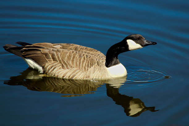 istock A Canada Goose swimming on calm water with its' reflection 684928458
