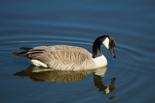 istock A Canada Goose swimming on calm water with a reflection 684928470