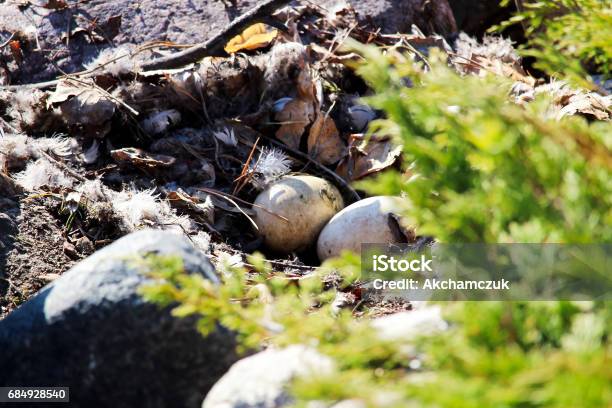 Two Canadian Goose Eggs In An Abandoned Nest Stock Photo - Download Image Now - Abandoned, Aggression, Alberta