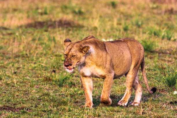 istock Lioness in the savannah. Masai Mara, Kenya 684928714