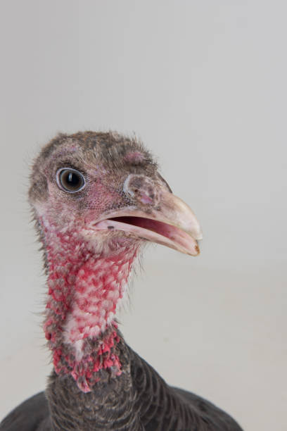 istock Portrait of Turkey 684928814