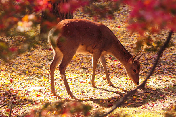 istock Sika Deer in Nara, Japan 684931392