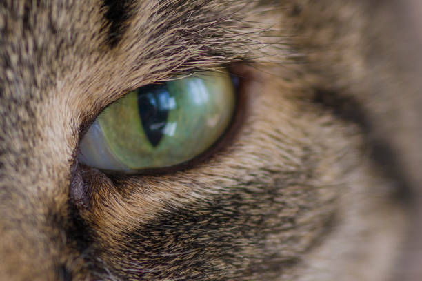 istock Green eye cat close up 684935630
