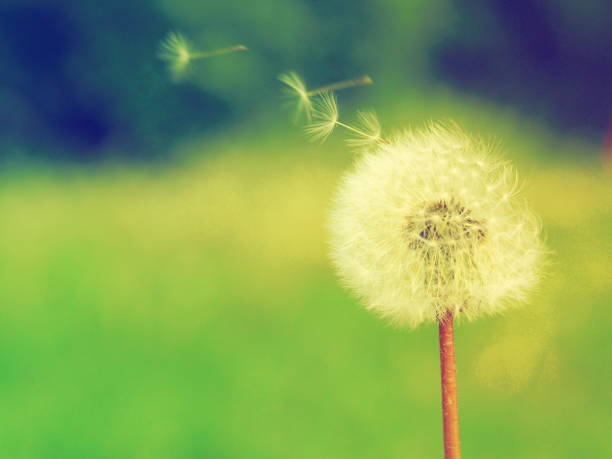 istock Old dandelion with flying seeds 684935786