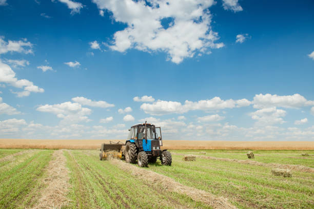 Tractor collects dry hay on the farm field. Preparation bales of hay.
