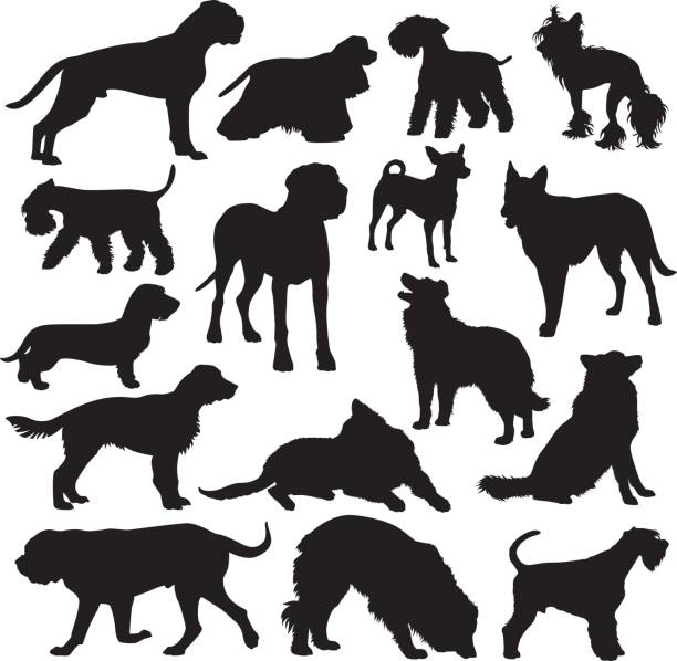 hund rassen silhouette set - white background side view dog boxer stock-grafiken, -clipart, -cartoons und -symbole