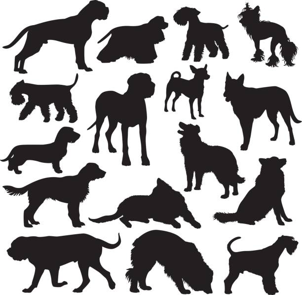 zestaw sylwetek ras psów - white background side view dog boxer stock illustrations