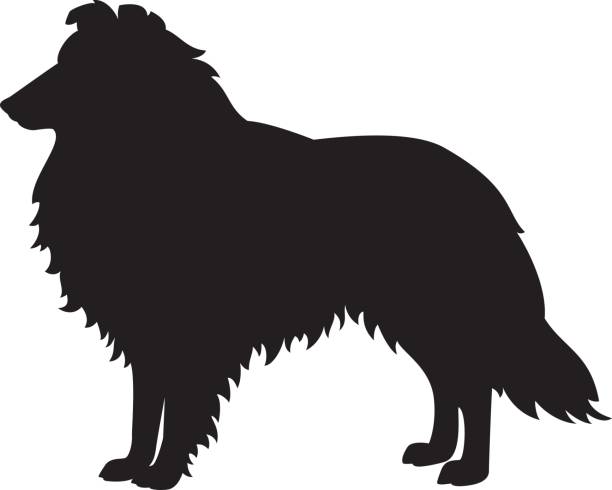 ilustrações, clipart, desenhos animados e ícones de collie cachorro vector silhouette - collie