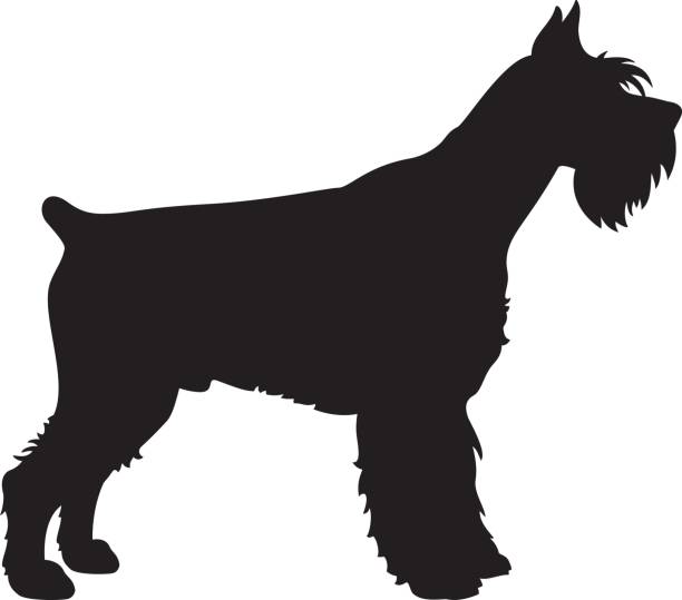 illustrazioni stock, clip art, cartoni animati e icone di tendenza di giant schnauzer dog vector silhouette - giant schnauzer