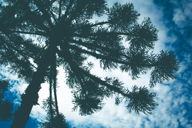 Araucaria angustifolia (Brazilian pine), Brazil