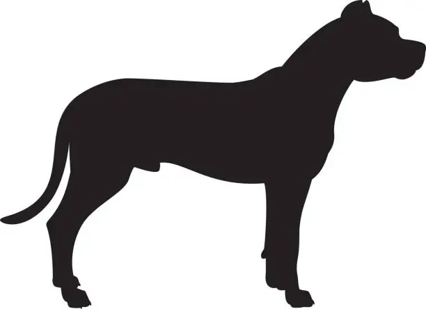 Vector illustration of Dogo Argentino Mastiff Dog Silhouette
