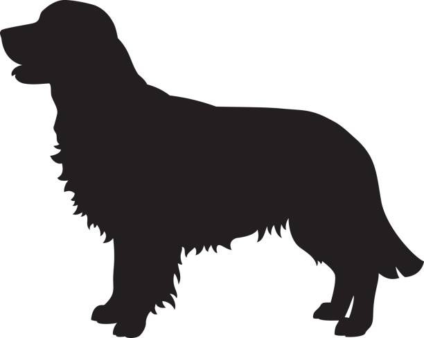 ilustrações de stock, clip art, desenhos animados e ícones de golden retriever dog vector silhouette - golden retriever retriever white background isolated