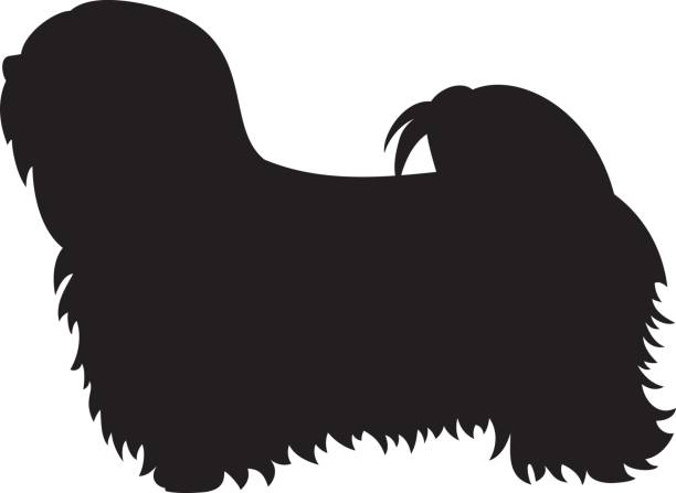 Lasapoo Graphics Lhasa Illustrations, Royalty-Free Vector Graphics & Clip Art - iStock
