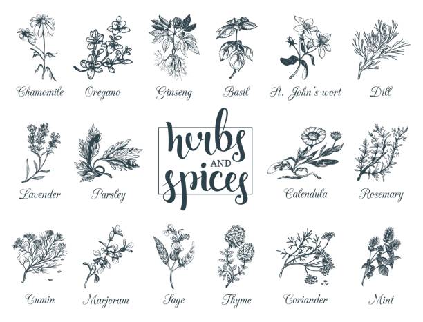 ilustrações de stock, clip art, desenhos animados e ícones de herbs and spices set. hand drawn officinalis, medicinal, cosmetic plants. botanical illustrations for tags. cards etc. - oregano rosemary healthcare and medicine herb