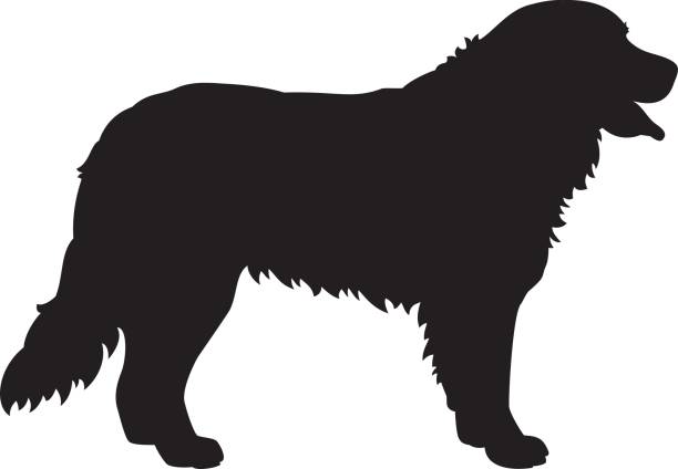 Bernese Mountain Dog Vector Silhouette Vector silhouette of a Bernese Mountain Dog isolated on white bernese mountain dog stock illustrations