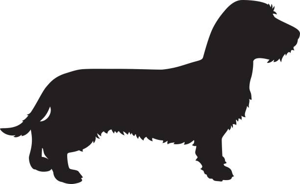 ilustrações de stock, clip art, desenhos animados e ícones de dachshund vector dog silhouette - side view dog dachshund animal