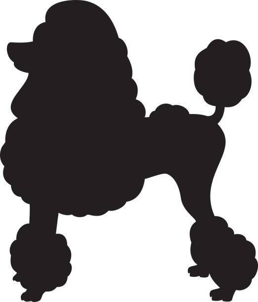 ilustraciones, imágenes clip art, dibujos animados e iconos de stock de silueta de vector de miniatura poodle perro - caniche