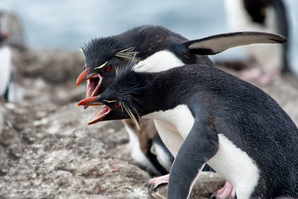 istock Rockhopper penguins fighting over territory, Falkland Islands ( Islas Malvinas) 684947368