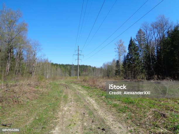 Kiefer Und Fichte Wald In Moskauer Oblast Im Frühjahr Flora Und Wilde Natur Der Russischen Föderation Stockfoto und mehr Bilder von Baum