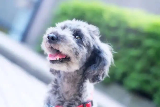 Toy poodle is smiling.