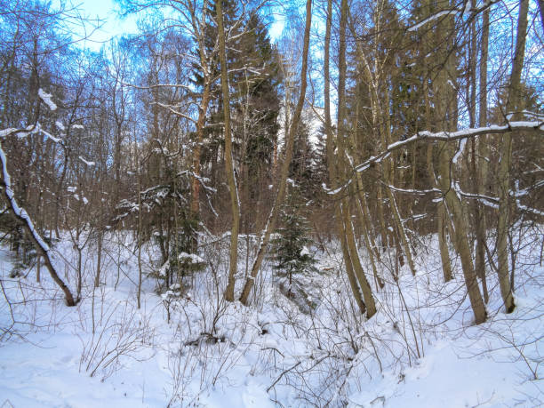 istock Beautiful winter forest in January. Snow and trees 684967106