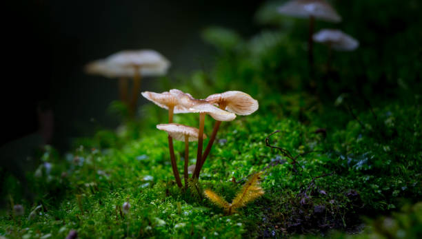 piccoli funghi nella foresta - moss fungus macro toadstool foto e immagini stock
