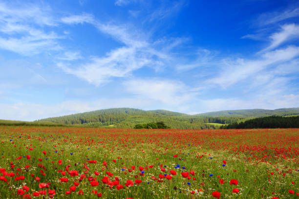 Red poppies against the blue sky.Poppy in the field and mountains