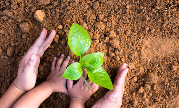 istock Close up Kid hand and father planting young tree 684976966