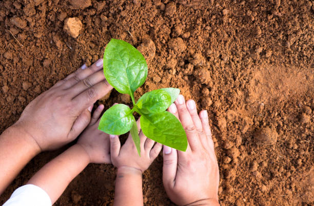 istock Close up Kid hand and father planting young tree 684977048