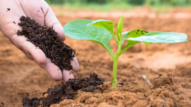 Farmer hand giving plant organic humus fertilizer to plant stock photo