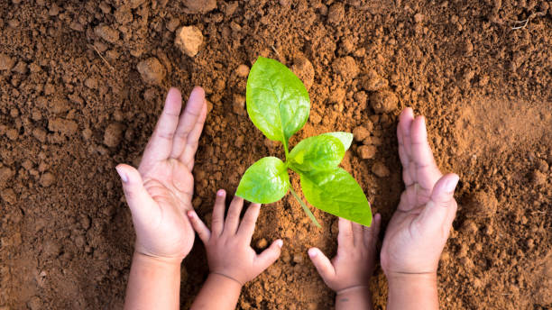 istock Close up Kid hand and father planting young tree 684977320