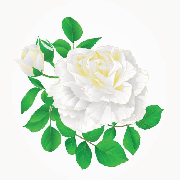 istock White Rose with buds and leaves vintage hand draw  Festive background vector 684977850